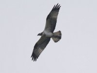 Fischadler (Pandion haliaetus) 44